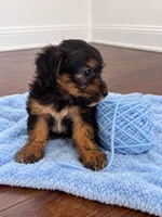 Blue boy , a male Shihpoo and Yorkshire Terrier for sale in Selmer, TN – 2 of 6