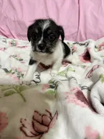Tilly, a female Shih Tzu for sale in Selmer, TN – 3 of 10