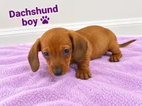 Dachshund , a male Miniature Dachshund for sale in Selmer, TN – 3 of 5