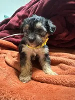 Girl 13 , a female Shihpoo and Yorkshire Terrier for sale in Selmer, TN – Photo 7 of 7