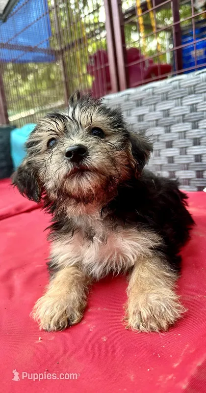 Girl 13  – Shihpoo, Yorkshire Terrier puppy for sale in Selmer, TN