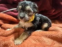 Girl 13 , a female Shihpoo and Yorkshire Terrier for sale in Selmer, TN – Photo 6 of 7