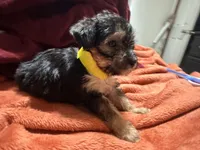 Girl 13 , a female Shihpoo and Yorkshire Terrier for sale in Selmer, TN – Photo 2 of 7