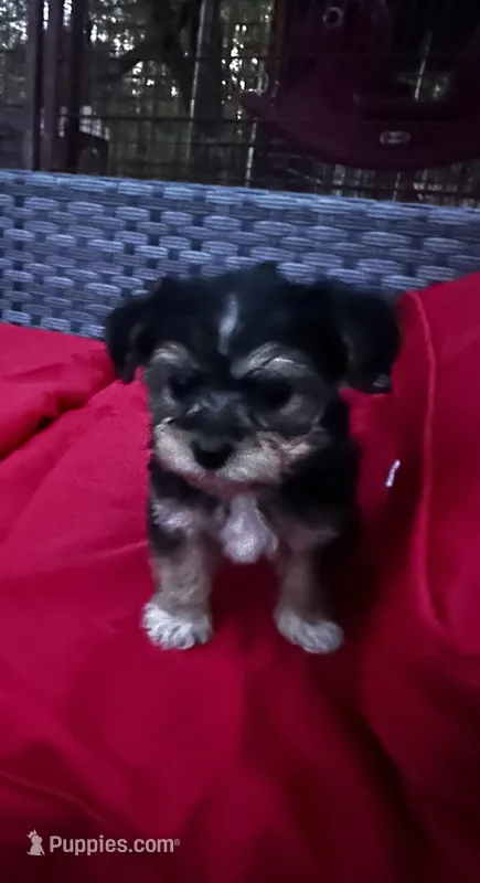 Girl 13  – Shihpoo, Yorkshire Terrier puppy for sale in Selmer, TN