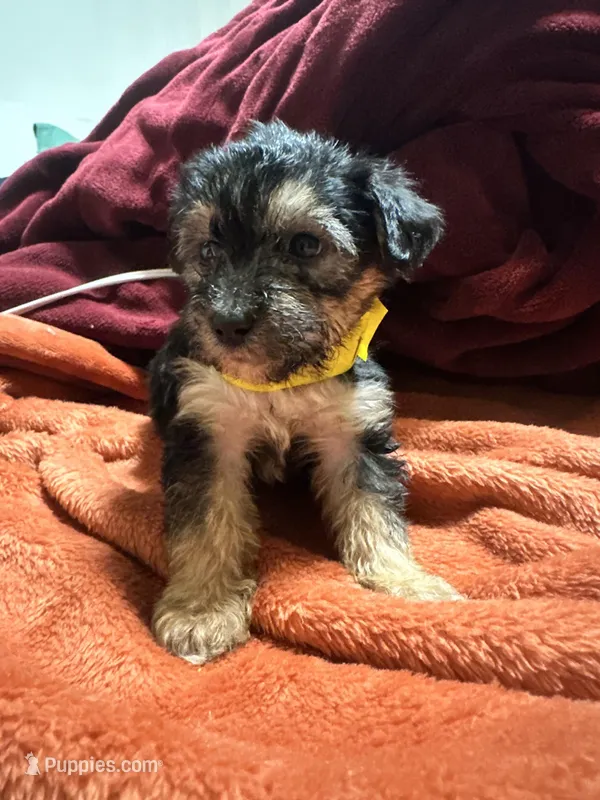 Girl 13  – Shihpoo, Yorkshire Terrier puppy for sale in Selmer, TN