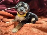 Girl 13 , a female Shihpoo and Yorkshire Terrier for sale in Selmer, TN – Photo 3 of 7