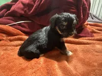 Girl 13 , a female Shihpoo and Yorkshire Terrier for sale in Selmer, TN – Photo 4 of 7