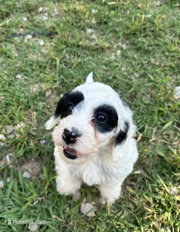 Zoro – Doxiepoo puppy for sale in Selmer, TN