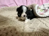 Tommy, a male Shih Tzu for sale in Selmer, TN – 8 of 10