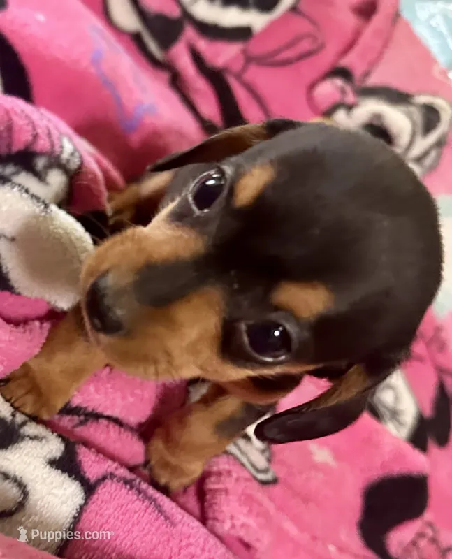 Opal – Miniature Dachshund puppy for sale in Selmer, TN