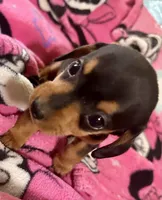 Opal, a female Miniature Dachshund for sale in Selmer, TN – 2 of 10
