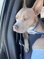 Stella, a female American Pit Bull Terrier for sale in Highland Village, TX – Photo 6 of 7