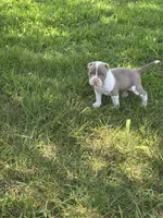 Roxy, a female American Bully and American Pit Bull Terrier for sale in Baltimore, MD – 5 of 7
