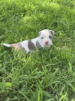 Icy, a female American Bully and American Pit Bull Terrier for sale in Baltimore, MD – 1 of 6