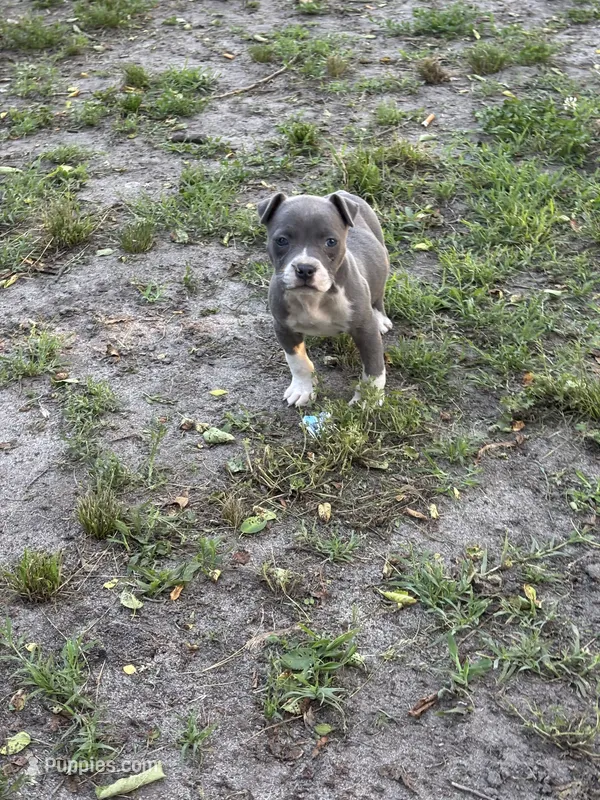 Fe fe  – American Pit Bull Terrier puppy for sale in Frederick, MD