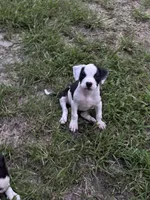 Cat woman , a female American Pit Bull Terrier for sale in Glen Burnie, MD – 2 of 5
