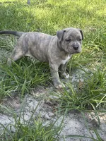 Famous , a male American Bully and American Pit Bull Terrier for sale in Baltimore, MD – 2 of 8