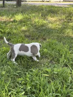 Icy, a female American Bully and American Pit Bull Terrier for sale in Baltimore, MD – 4 of 6
