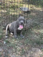 La La, a female American Pit Bull Terrier for sale in Silver Spring, MD – 4 of 10
