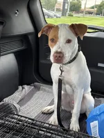 Rusty, a male American Pit Bull Terrier for sale in Philadelphia, PA – 3 of 9