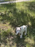 Billy, a male American Bully and American Pit Bull Terrier for sale in Baltimore, MD – 1 of 7