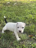 Pepper, a female American Bully and American Pit Bull Terrier for sale in Wilmington, DE – 5 of 9