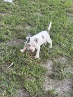 Billy, a male American Pit Bull Terrier for sale in Glen Burnie, MD – 5 of 9