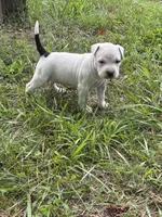 Pepper, a female American Bully and American Pit Bull Terrier for sale in Wilmington, DE – 2 of 9