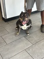 Famous , a male American Bully and American Pit Bull Terrier for sale in Baltimore, MD – 8 of 8