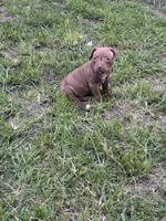 Lotto, a female American Pit Bull Terrier for sale in Glen Burnie, MD – 5 of 7