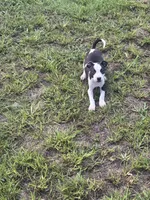 Zena , a female American Pit Bull Terrier for sale in Philadelphia, PA – 2 of 7