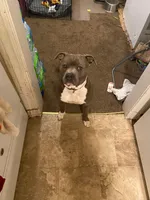 Roxy, a female American Bully and American Pit Bull Terrier for sale in Baltimore, MD – 6 of 7