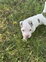Billy, a male American Bully and American Pit Bull Terrier for sale in Baltimore, MD – 5 of 7