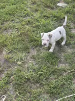 Billy, a male American Pit Bull Terrier for sale in Glen Burnie, MD – 7 of 9