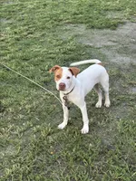 Rusty, a male American Pit Bull Terrier for sale in Atlantic City, NJ – 3 of 9