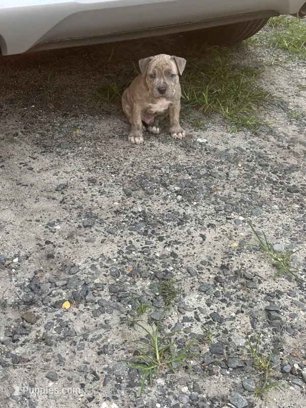 Famous  – American Bully, American Pit Bull Terrier puppy for sale in Philadelphia, PA