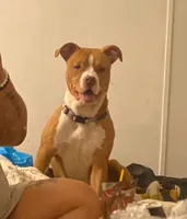 Rusty, a male American Pit Bull Terrier for sale in Baltimore, MD – 4 of 4