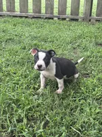 Batman, a male American Pit Bull Terrier for sale in Glen Burnie, MD – 3 of 5
