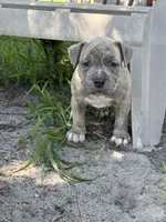 Famous , a male American Bully and American Pit Bull Terrier for sale in Baltimore, MD – 3 of 8