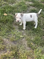 Billy, a male American Pit Bull Terrier for sale in Glen Burnie, MD – 4 of 9