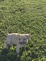 Deboo, a male American Pit Bull Terrier for sale in Baltimore, MD – 4 of 6