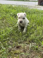 Pepper, a female American Bully and American Pit Bull Terrier for sale in Wilmington, DE – 4 of 9