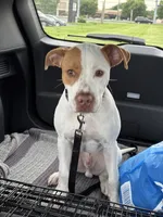 Rusty, a male American Pit Bull Terrier for sale in Philadelphia, PA – 5 of 9
