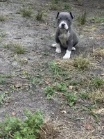 Fe fe , a female American Pit Bull Terrier for sale in College Park, MD – 3 of 8