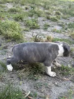 Queen, a female American Pit Bull Terrier for sale in Philadelphia, PA – 3 of 7