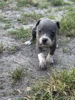 Fe fe , a female American Pit Bull Terrier for sale in Philadelphia, PA – 3 of 6