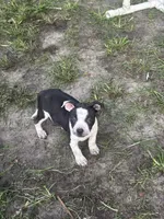 Batman, a male American Pit Bull Terrier for sale in Alloway, NJ – 6 of 8