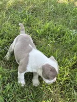Roxy, a female American Bully and American Pit Bull Terrier for sale in Baltimore, MD – 4 of 7