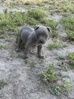 Smoke, a female American Pit Bull Terrier for sale in Philadelphia, PA – 3 of 7