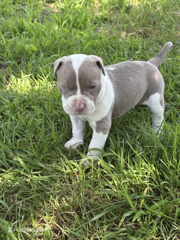 Roxy – American Bully, American Pit Bull Terrier puppy for sale in Baltimore, MD